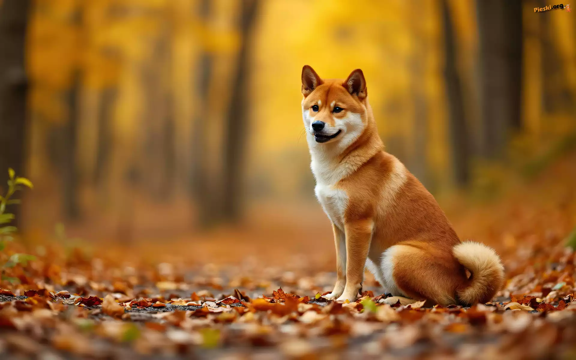 Pies, Grafika AI, Pożółkłe, Shiba inu, Liście