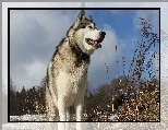 Trawa, Drzewa, Alaskan Malamute