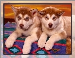 Szczeniaki, Alaskan Malamute