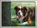 Border collie, Drzewo, Trawa, Piłeczka