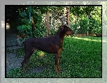 Bronzowy, Doberman