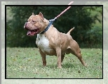 American Bully, Smycz