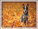 Australijski pies pasterski, Australian Cattle Dog, Liście