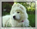 młody, Samojed