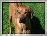 Rhodesian ridgeback