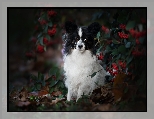 Spaniel kontynentalny miniaturowy Papillon, Krzew, Jagody