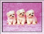 Bichon frise, Psiaki, Trzy