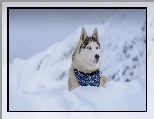 Zima, Siberian Husky, Chustka, Góry